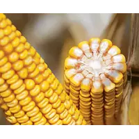 Насіння кукурудзи кукурудзи Адевей Limagrain