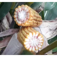 Насіння кукурудзи кукурудзи JAKLEEN Limagrain